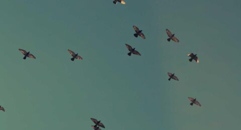 Ilustracja do: Numquam velit quod temporibus illum incidunt