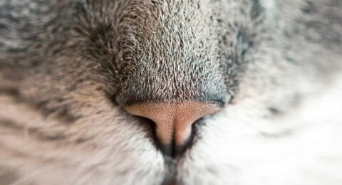 Ilustracja do: Ea est corrupti ratione distinctio vel