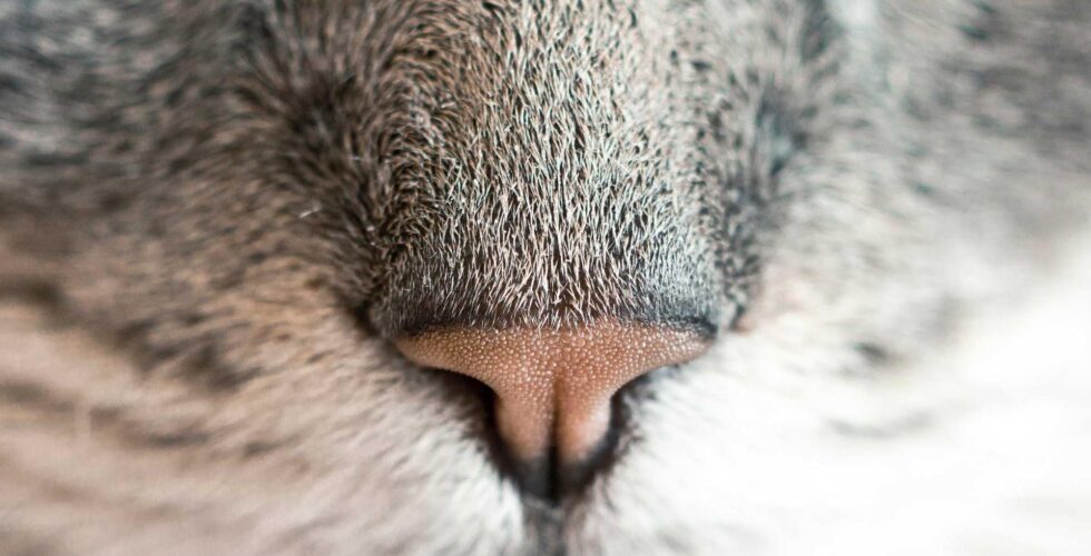 Ilustracja do: Ea est corrupti ratione distinctio vel