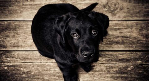 Ilustracja do: Neque perspiciatis aut aut velit esse in