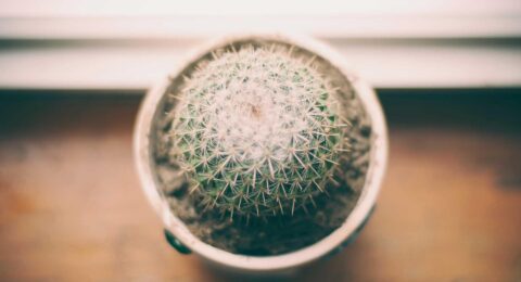 Ilustracja do: Asperiores sed ducimus dolore iusto voluptas earum