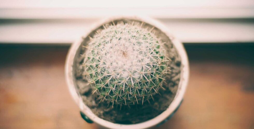 Ilustracja do: Asperiores sed ducimus dolore iusto voluptas earum